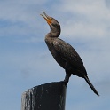 020_Double-crested Cormorant